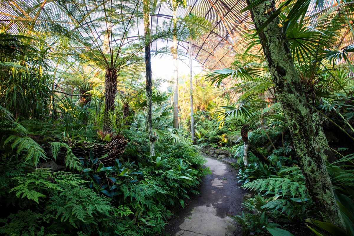 Forest Bathing with ‘Nothing Like Nature’
